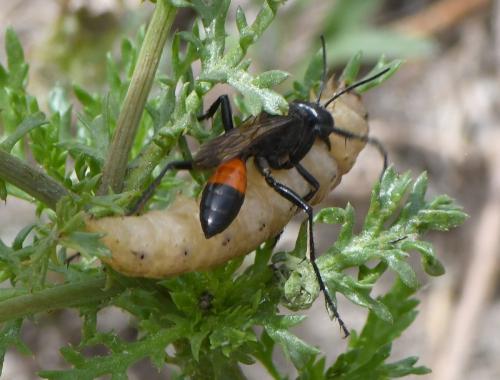 Podalonia hirsuta